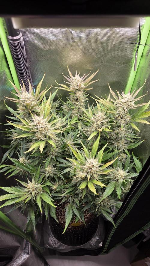 Gorilla Punch Auto 🦍🥊. Week 9