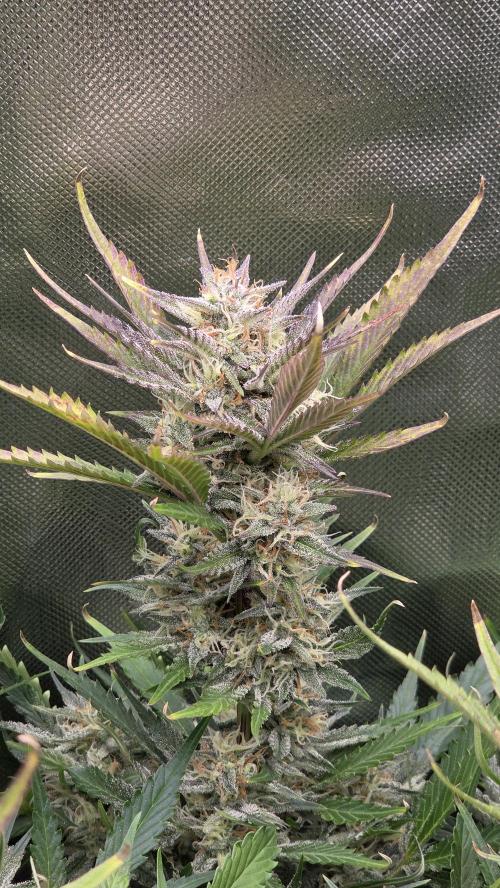 Gorilla Punch Auto 🦍🥊. Week 9