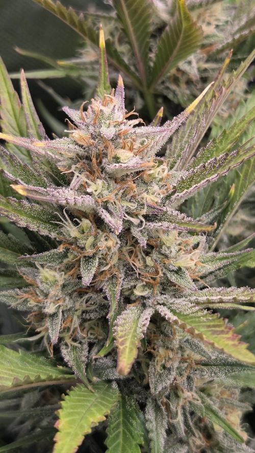 Gorilla Punch Auto 🦍🥊. Week 9