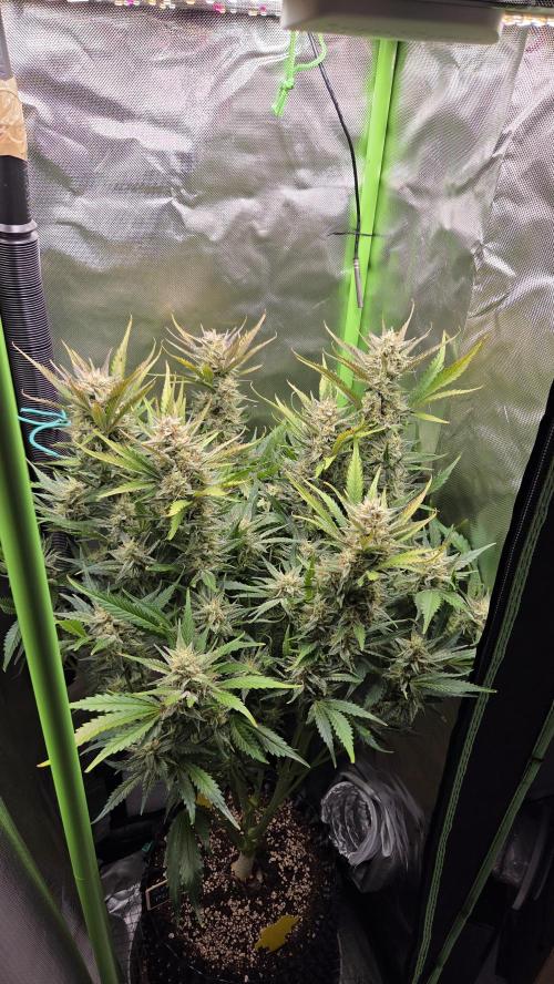 Gorilla Punch Auto 🦍🥊. Week 9