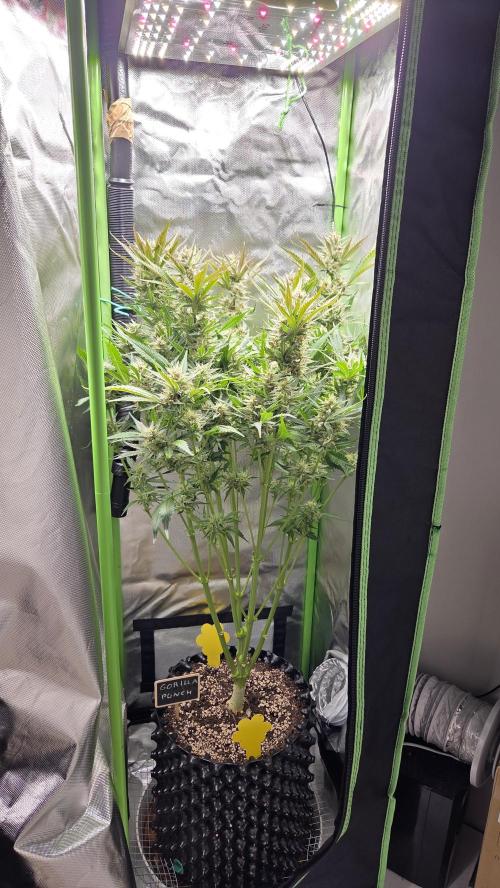 Gorilla Punch Auto 🦍🥊. Week 9