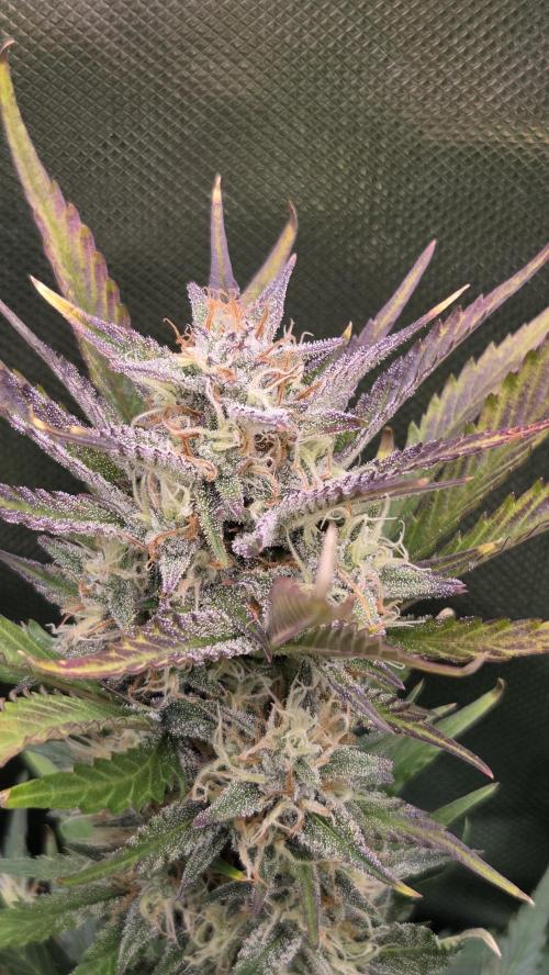 Gorilla Punch Auto. Week 9