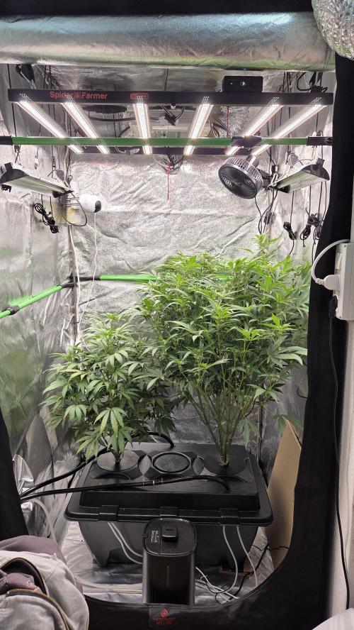 DWC - Frostbanger ❄️💥. Week 7