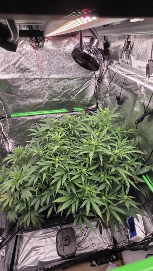 DWC - Frostbanger ❄️💥. Week 7