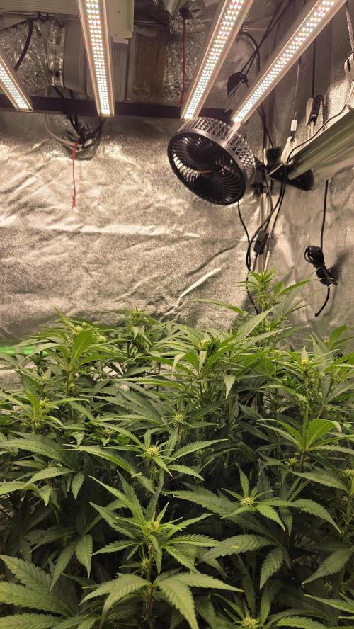 DWC - Frostbanger ❄️💥. Week 7