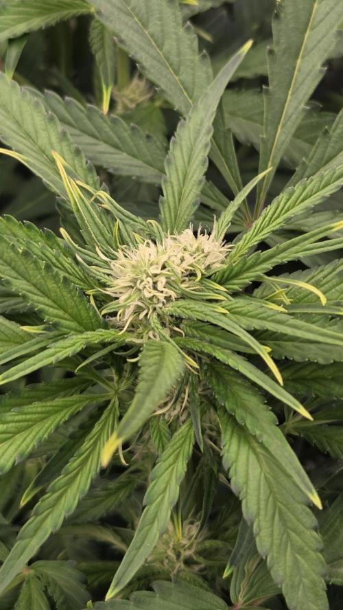 DWC - Frostbanger ❄️💥. Week 7