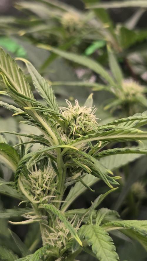 DWC - Frostbanger ❄️💥. Week 7