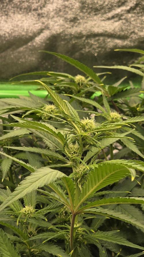 DWC - Frostbanger ❄️💥. Week 7