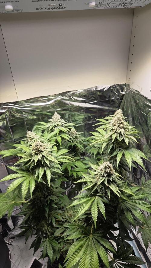 Blue Gelato 41 🍦. Week 15