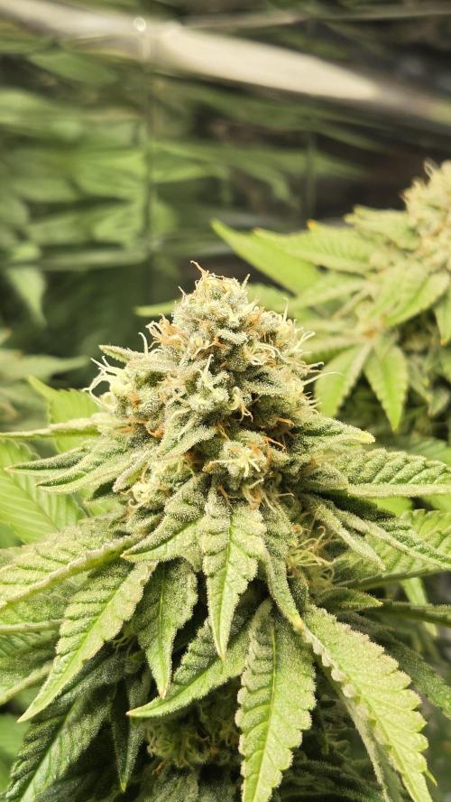Blue Gelato 41 🍦. Week 15