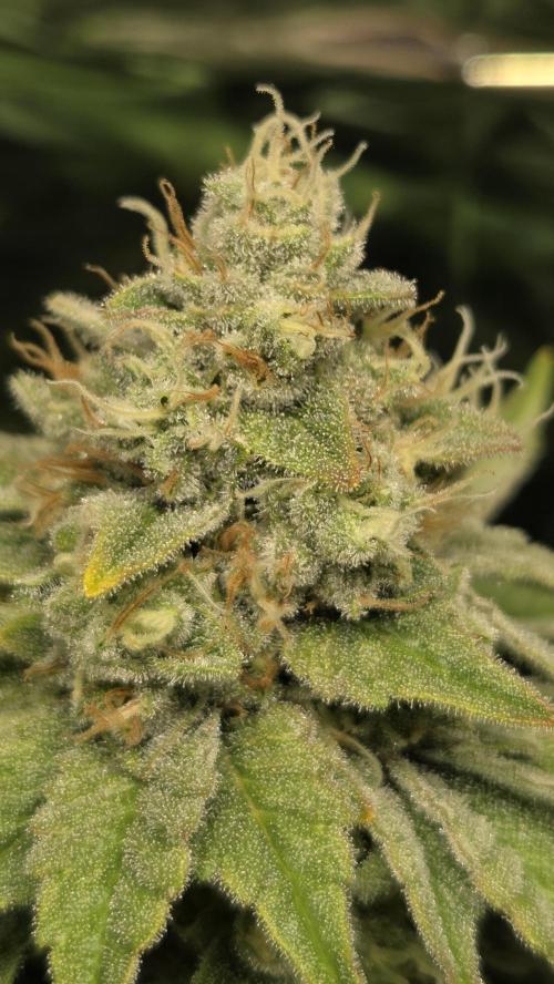Blue Gelato 41 🍦. Week 15