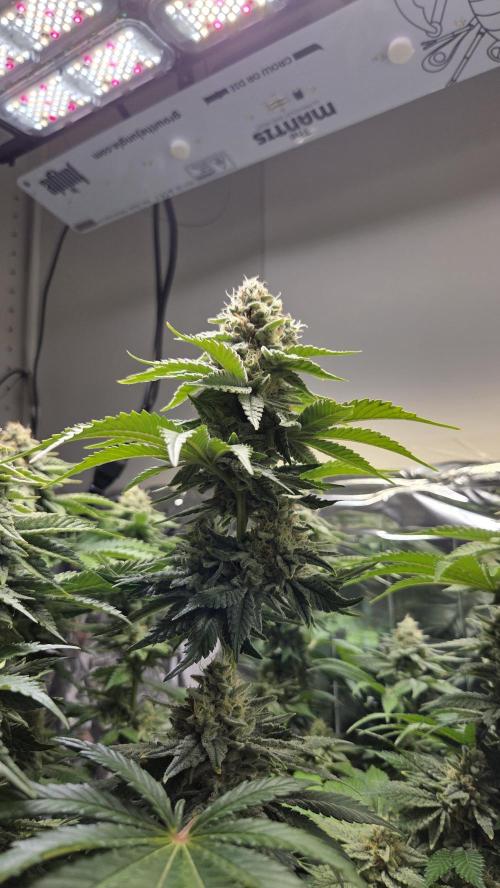 Blue Gelato 41 🍦. Week 15