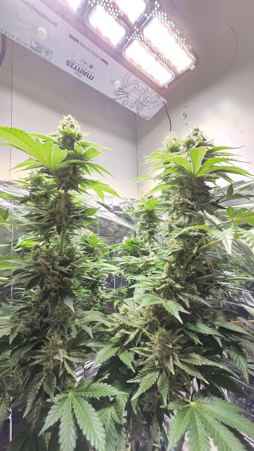 Blue Gelato 41 🍦. Week 15