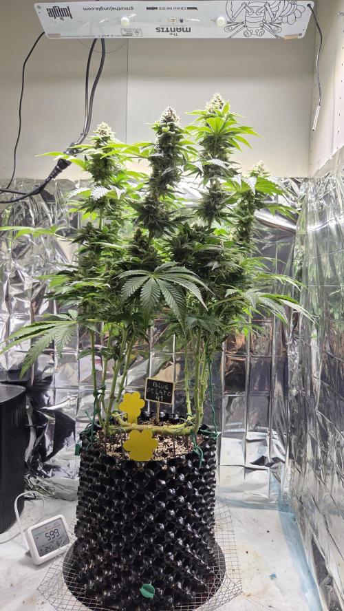 Blue Gelato 41 🍦. Week 15