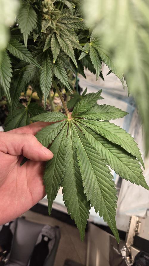 Blue Gelato 41 🍦. Week 15