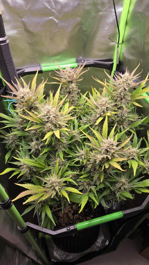 Gorilla Punch Auto 🦍🥊. Week 10