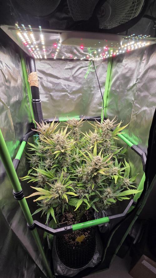 Gorilla Punch Auto 🦍🥊. Week 10