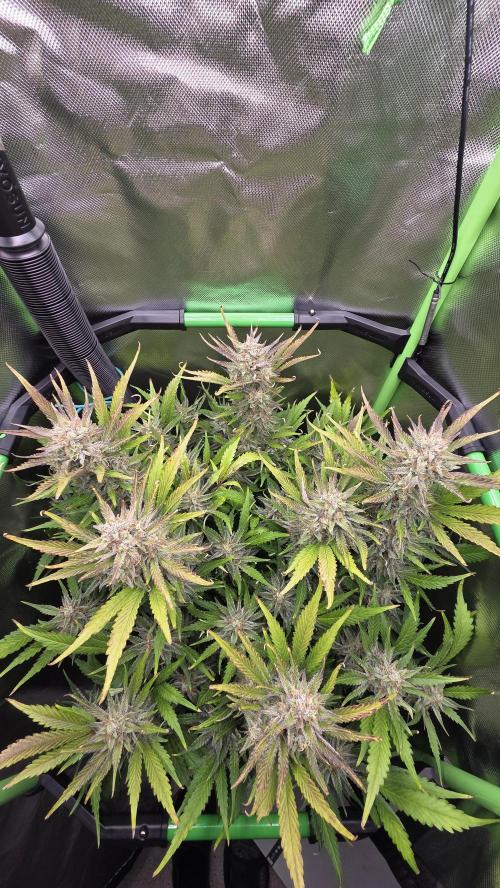Gorilla Punch Auto 🦍🥊. Week 10