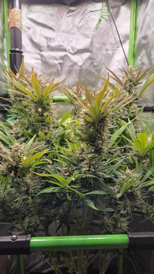 Gorilla Punch Auto 🦍🥊. Week 10