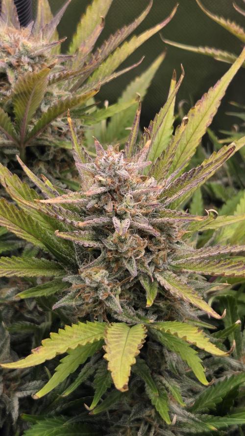 Gorilla Punch Auto 🦍🥊. Week 10
