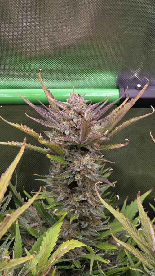 Gorilla Punch Auto 🦍🥊. Week 10
