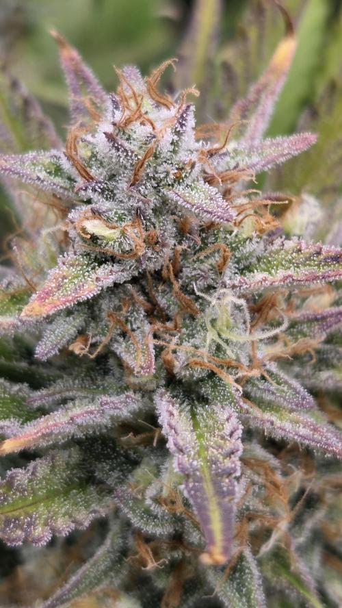 Gorilla Punch Auto 🦍🥊. Week 10