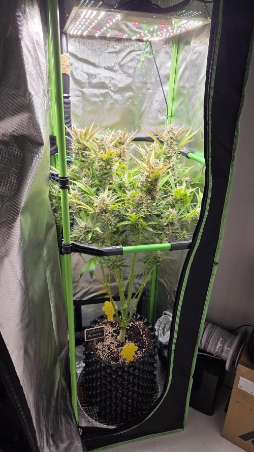 Gorilla Punch Auto 🦍🥊. Week 10