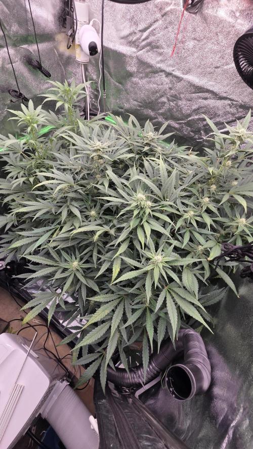 DWC - Frostbanger ❄️💥. Week 8