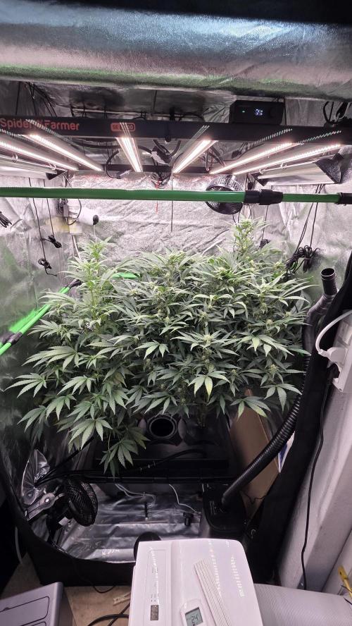 DWC - Frostbanger ❄️💥. Week 8