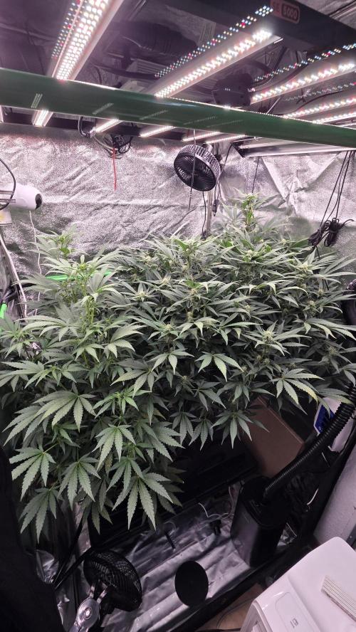 DWC - Frostbanger ❄️💥. Week 8