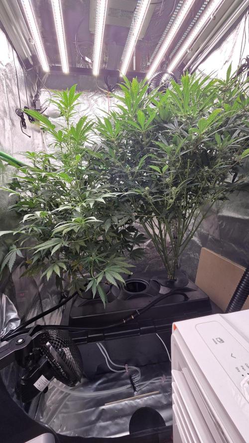 DWC - Frostbanger ❄️💥. Week 8