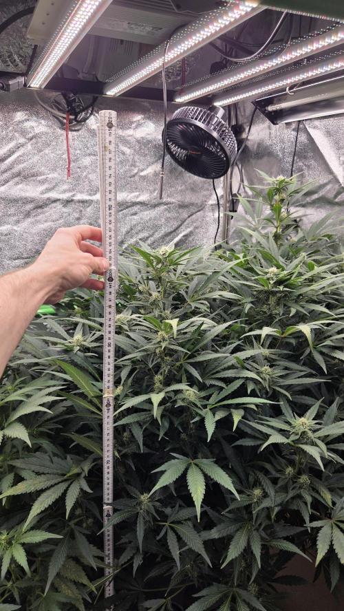 DWC - Frostbanger ❄️💥. Week 8