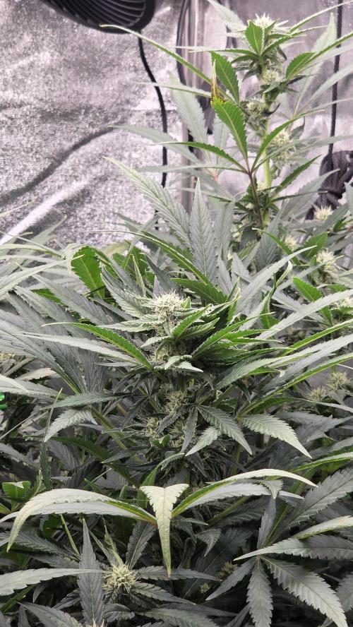 DWC - Frostbanger ❄️💥. Week 8