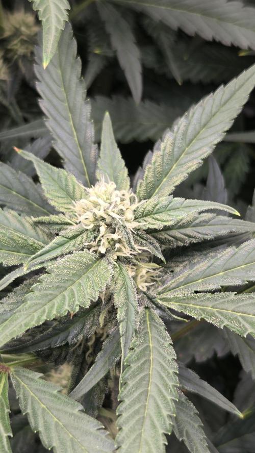 DWC - Frostbanger ❄️💥. Week 8