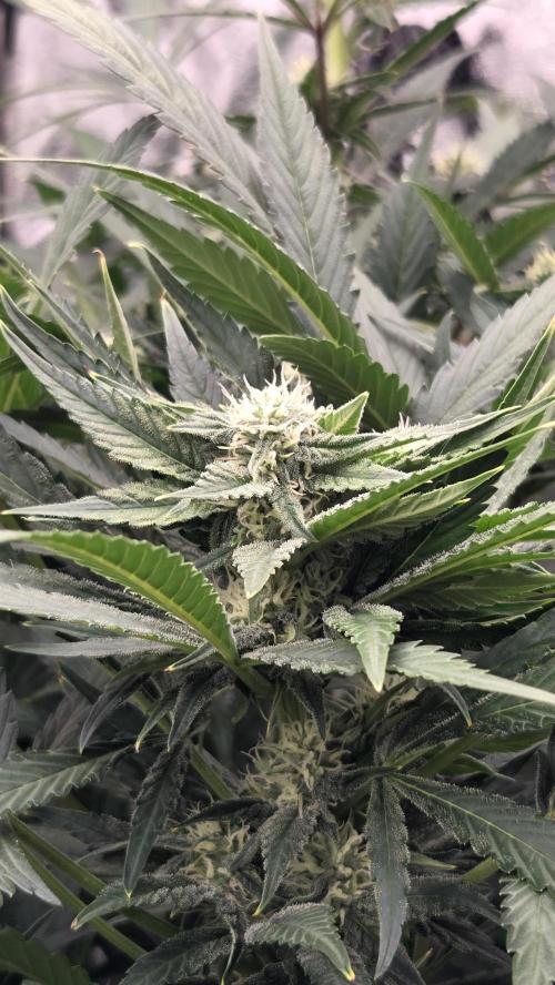 DWC - Frostbanger ❄️💥. Week 8