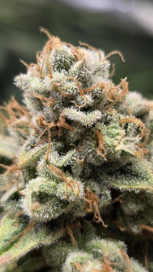 Blue Gelato 41 🍦. Week 16