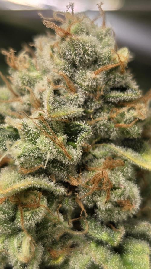 Blue Gelato 41 🍦. Week 16