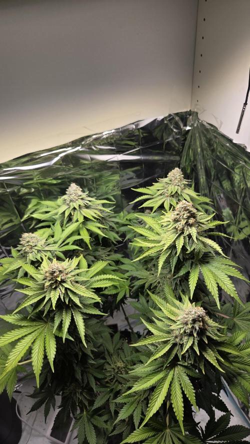 Blue Gelato 41 🍦. Week 16