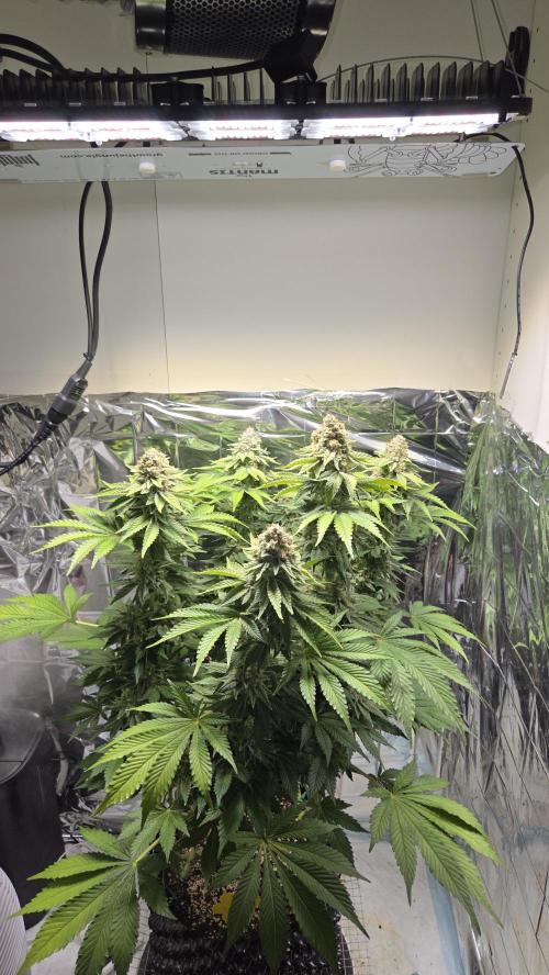 Blue Gelato 41 🍦. Week 16