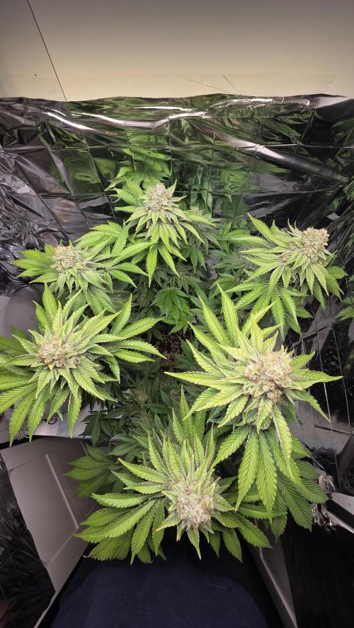 Blue Gelato 41 🍦. Week 16