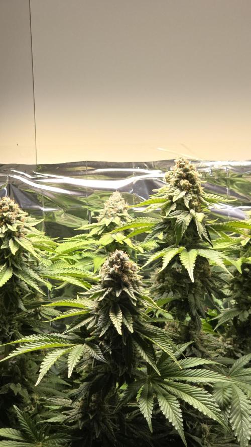Blue Gelato 41 🍦. Week 16