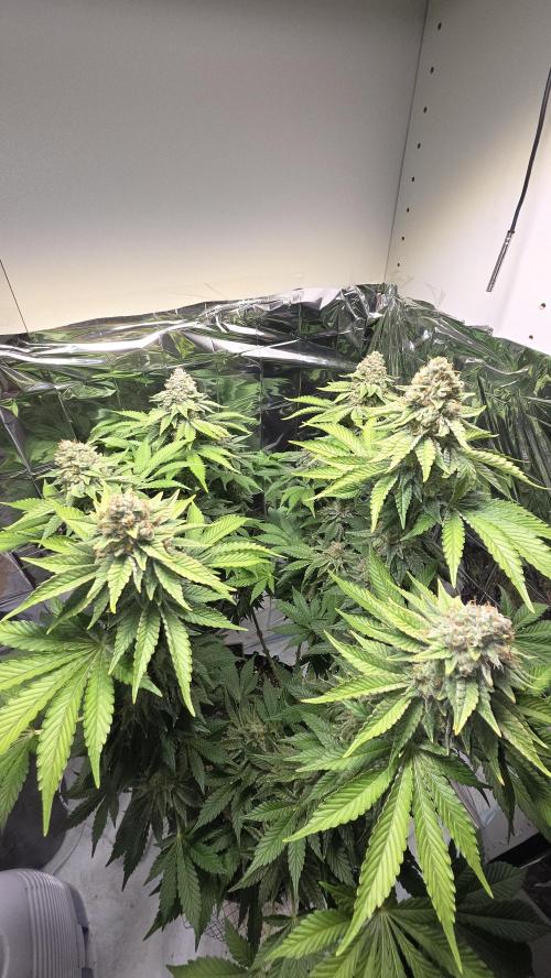 Blue Gelato 41 🍦. Week 16