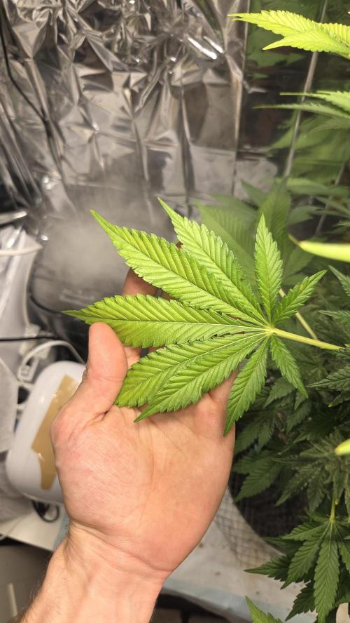 Blue Gelato 41. Week 16