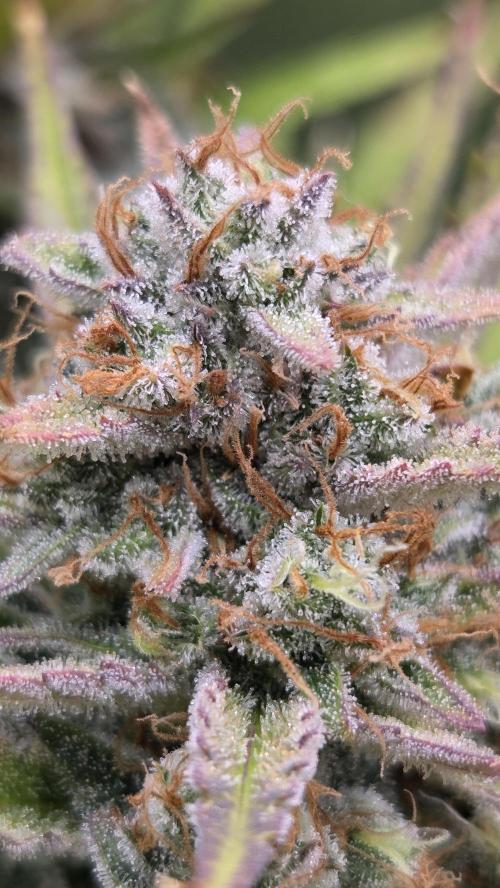 Gorilla Punch Auto 🦍🥊. Week 11
