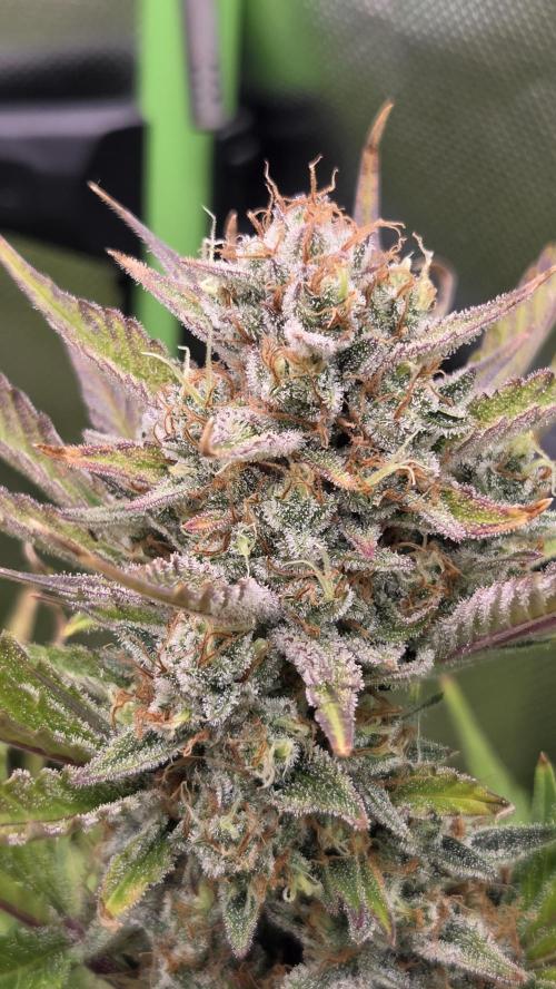 Gorilla Punch Auto 🦍🥊. Week 11
