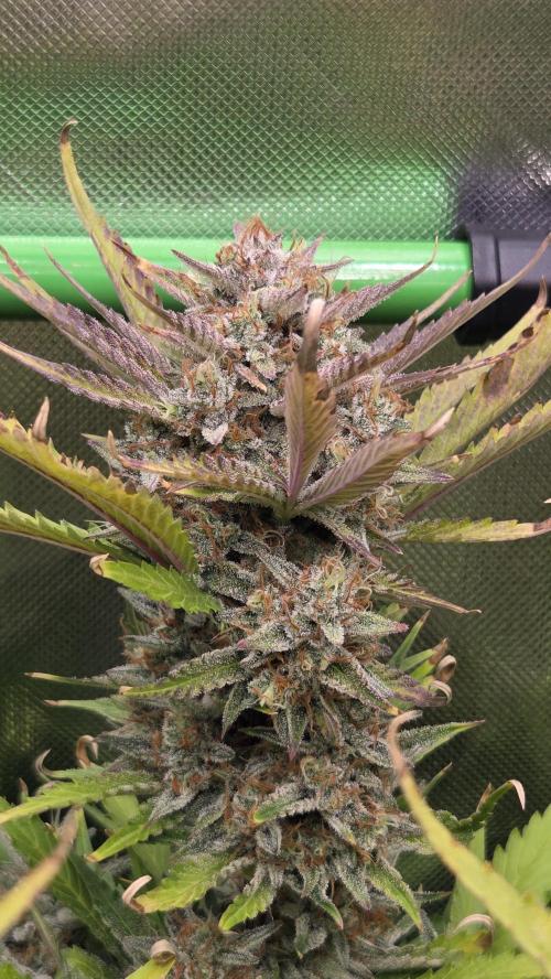 Gorilla Punch Auto 🦍🥊. Week 11