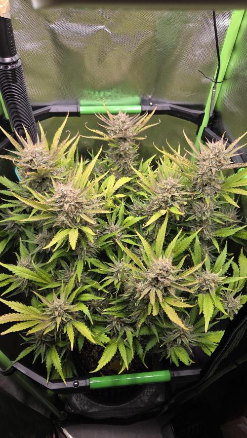 Gorilla Punch Auto 🦍🥊. Week 11