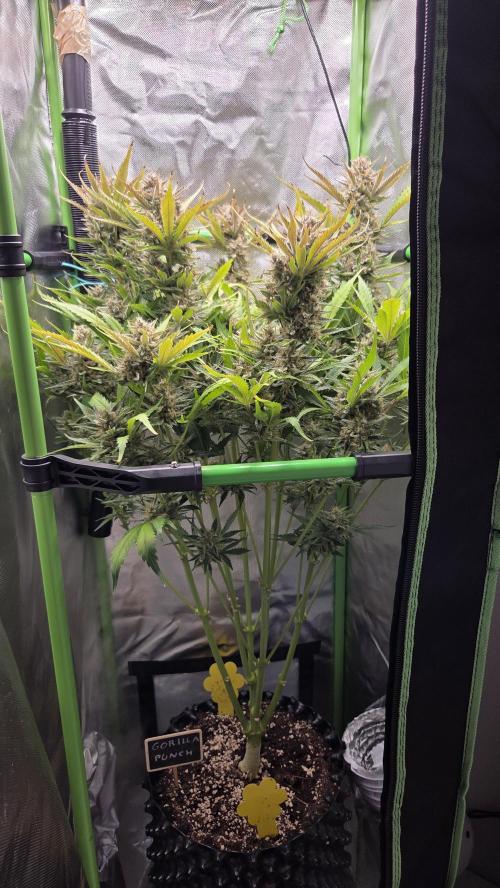 Gorilla Punch Auto 🦍🥊. Week 11