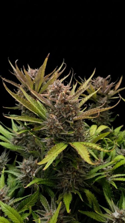 Gorilla Punch Auto 🦍🥊. Week 12