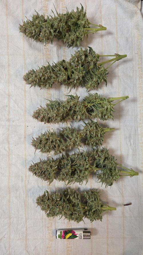 Gorilla Punch Auto 🦍🥊. Week 12